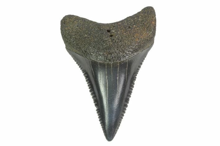 Serrated, Fossil Great White Shark Tooth - South Carolina #142305